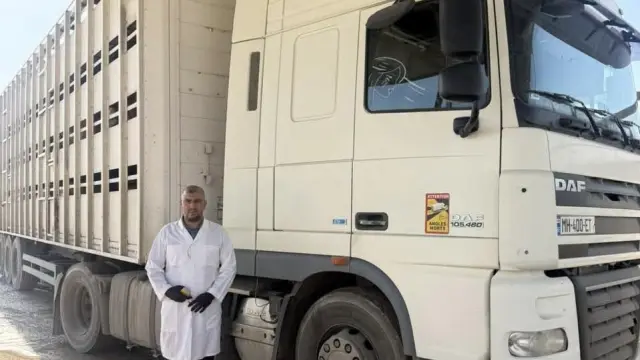 البيطرة تعيد إرسالية أغنام حية إلى بلد المنشأ بعد ثبوت إصابتها بالحمى القلاعية