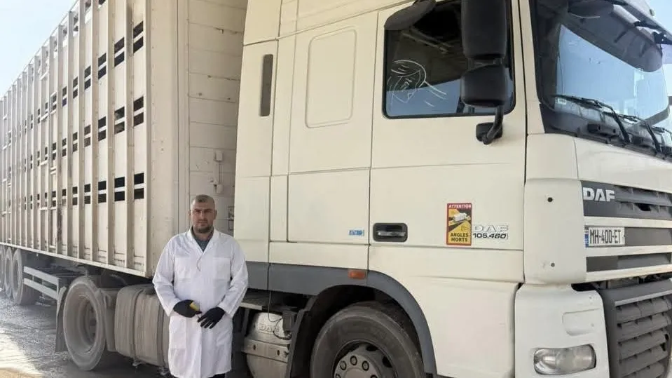 البيطرة تعيد إرسالية أغنام حية إلى بلد المنشأ بعد ثبوت إصابتها بالحمى القلاعية