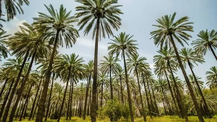 الحمداني: سنوقف عمليات اعدام النخيل وتحويل الاراضي الخضراء الى جرداء قانونياً