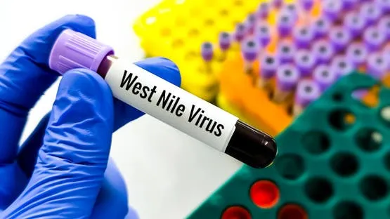 Netherlands records four more West Nile deaths, total reaches 9 this year