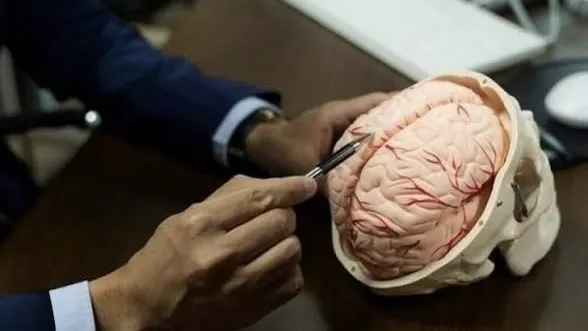 دراسة تكشف مفاجأة عن أصل الدماغ البشري
