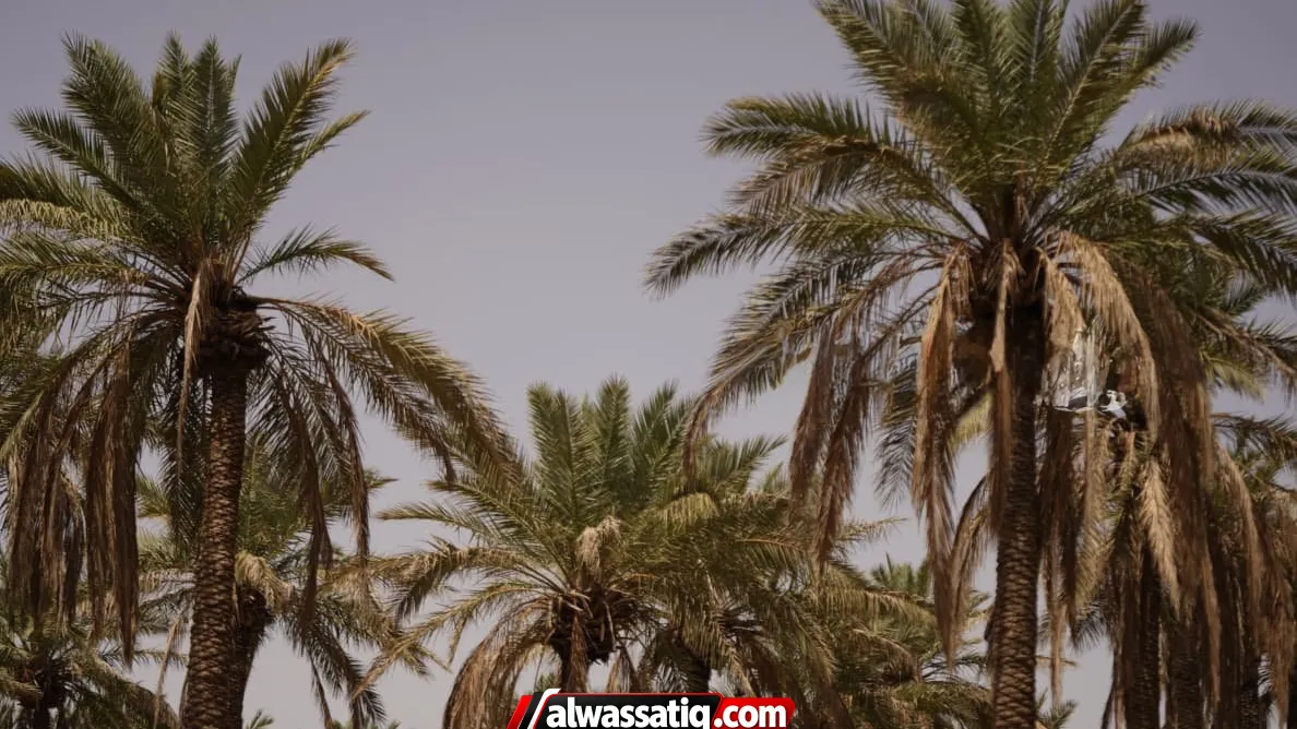 الزراعة تطلق خطة طوارئ وتشكّل غرفة عمليات لمواجهة سوسة النخيل الحمراء